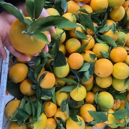 Flaming 4f * Торевьиа